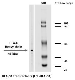 Invitrogen HLA-G Monoclonal Antibody (MEM-G/1), Biotin 100 &mu;g; Biotin:Antibodies,