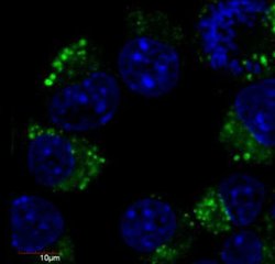 Invitrogen beta-3 Tubulin Monoclonal Antibody (TU-20), FITC 100 &mu;g;