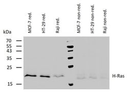 Invitrogen H-Ras Monoclonal Antibody (H-Ras-03) 100 &mu;g; Unconjugated:Antibodies,