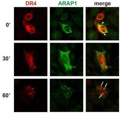 Invitrogen ARAP1 Monoclonal Antibody (ARAP1-2) 100 &mu;g; Unconjugated:Antibodies,