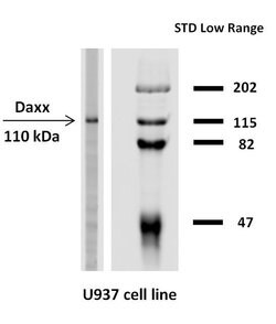 Invitrogen DAXX Monoclonal Antibody (DAXX-03) 100 &mu;g; Unconjugated:Antibodies,