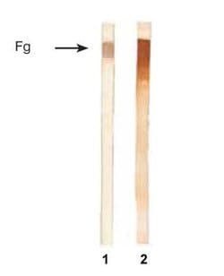Invitrogen Fibrinogen Monoclonal Antibody (1F3) 100 &mu;g; Unconjugated:Antibodies,
