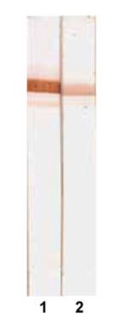 Invitrogen Human Serum Albumin Monoclonal Antibody (15C7) 100 &mu;g; Unconjugated:Antibodies,