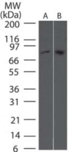 Invitrogen TBK1 Monoclonal Antibody (108A429) 50 &mu;g; Unconjugated:Antibodies,
