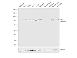 Invitrogen TBK1 Monoclonal Antibody (108A429) 50 &mu;g; Unconjugated:Antibodies,