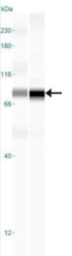 Invitrogen TBK1 Monoclonal Antibody (108A429) 50 &mu;g; Unconjugated:Antibodies,