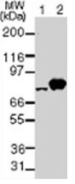 Invitrogen TBK1 Monoclonal Antibody (108A429) 50 &mu;g; Unconjugated:Antibodies,