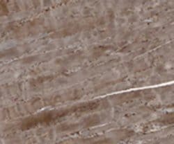 Invitrogen Agrin Monoclonal Antibody (Agr 33) 100 &mu;g; Unconjugated:Antibodies,