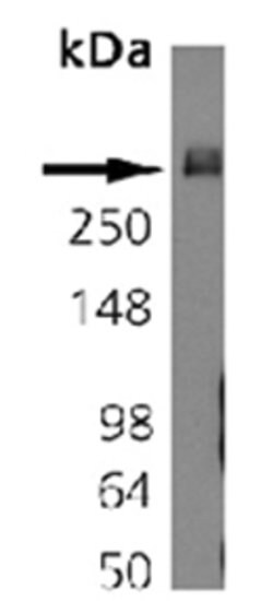 Invitrogen Bassoon Monoclonal Antibody (SAP7F407) 50 &mu;g; Unconjugated:Antikörper