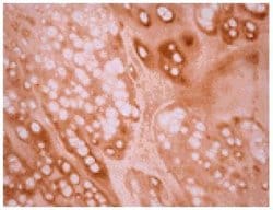 Invitrogen Osteocalcin Monoclonal Antibody (OC4-30) 50 &mu;g | Buy Online | Invitrogen&trade; | Fisher Scientific