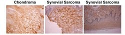 Invitrogen Osteocalcin Monoclonal Antibody (OCG4) 50 &mu;g; Unconjugated:Antibodies,