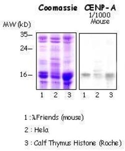 Invitrogen CENPA Monoclonal Antibody (3-19) 50 &mu;g; Unconjugated:Antibodies,