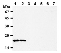 Invitrogen CENPA Monoclonal Antibody (3-19) 50 &mu;g; Unconjugated:Antibodies,