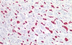 Invitrogen CD235a Monoclonal Antibody (HIR2) 100 &mu;g | Buy Online | Invitrogen&trade; | Fisher Scientific