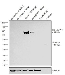 Invitrogen 6x-His Tag Monoclonal Antibody (HIS.H8), Alexa Fluor 555 50 &mu;L | Buy Online | Invitrogen&trade; | Fisher Scientific
