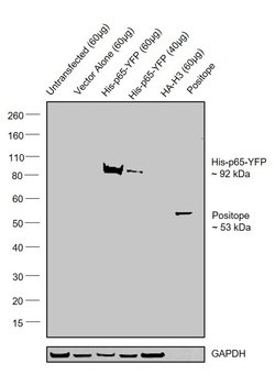 Invitrogen 6x-His Tag Monoclonal Antibody (HIS.H8), DyLight 550 50 &mu;L | Buy Online | Invitrogen&trade; | Fisher Scientific