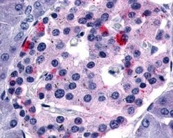 Invitrogen FABP1 Monoclonal Antibody (5B5) 500 &mu;g; Unconjugated:Antibodies,