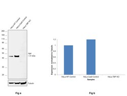 Invitrogen TBP Monoclonal Antibody (1TBP18) 100 &mu;g; Unconjugated:Antibodies,