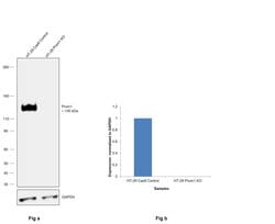 Prom1 Monoclonal Antibody (2F8C5), Invitrogen 100 &mu;g; Unconjugated:Antibodies,