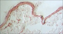 Invitrogen Collagen III Monoclonal Antibody (FH-7A) 100 &mu;L; Unconjugated:Antibodies,