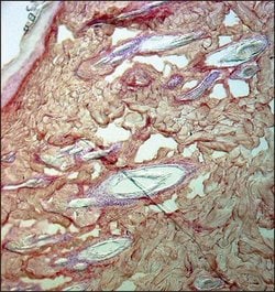 Invitrogen Collagen III Monoclonal Antibody (FH-7A) 100 &mu;L; Unconjugated:Antibodies,