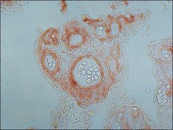 Invitrogen Collagen IV Monoclonal Antibody (COL-94) 100 &mu;L; Unconjugated:Antibodies,