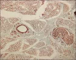Invitrogen Collagen IV Monoclonal Antibody (COL-94) 100 &mu;L; Unconjugated:Antibodies,