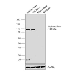 Invitrogen Sarcomeric alpha Actinin Monoclonal Antibody (EA-53) 500 &mu;L;