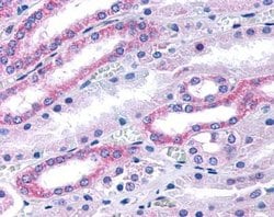 Invitrogen GUCY1B2 Monoclonal Antibody (GC25) 200 &mu;g; Unconjugated:Antibodies,