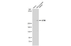 Invitrogen ATM Monoclonal Antibody (2C1) 100 &mu;L; Unconjugated:Antibodies,