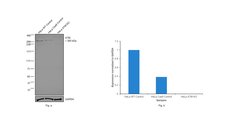 Invitrogen ATM Monoclonal Antibody (2C1) 100 &mu;L; Unconjugated:Antibodies,