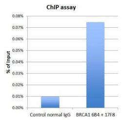 Invitrogen BRCA1 Monoclonal Antibody (17F8) 100 &mu;L; Unconjugated:Antibodies,