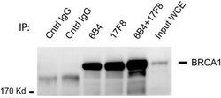 Invitrogen BRCA1 Monoclonal Antibody (17F8) 100 &mu;L; Unconjugated:Antibodies,