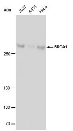 Invitrogen BRCA1 Monoclonal Antibody (17F8) 100 &mu;L; Unconjugated:Antibodies,