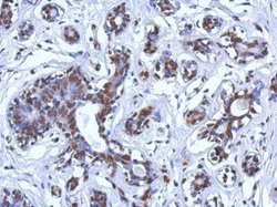 Invitrogen BRCA1 Monoclonal Antibody (8F7) 100 &mu;L; Unconjugated:Antibodies,