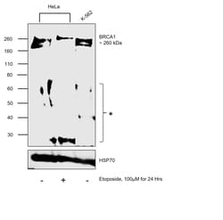 Invitrogen BRCA1 Monoclonal Antibody (8F7) 100 &mu;L; Unconjugated:Antibodies,