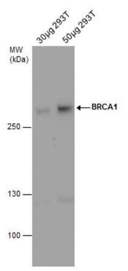 Invitrogen BRCA1 Monoclonal Antibody (6B4) 100 &mu;L; Unconjugated:Antibodies,