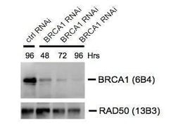 Invitrogen BRCA1 Monoclonal Antibody (6B4) 100 &mu;L; Unconjugated:Antibodies,