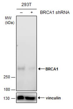 Invitrogen BRCA1 Monoclonal Antibody (6B4) 100 &mu;L; Unconjugated:Antibodies,