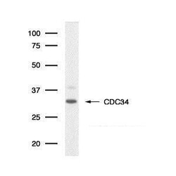 Invitrogen Cdc34 Monoclonal Antibody (90.12) 100 &mu;L | Buy Online | Invitrogen&trade; | Fisher Scientific