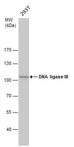 DNA Ligase III Monoclonal Antibody (1F3), Invitrogen&trade;