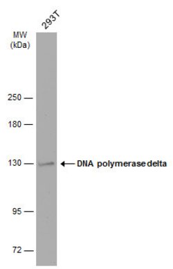 Invitrogen POLD1 Monoclonal Antibody (607) 100 &mu;L; Unconjugated:Antibodies,