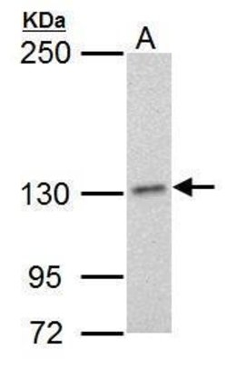 Invitrogen POLD1 Monoclonal Antibody (607) 100 &mu;L; Unconjugated:Antibodies,