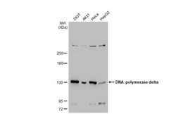 Invitrogen POLD1 Monoclonal Antibody (607) 100 &mu;L; Unconjugated:Antibodies,