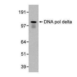 Invitrogen POLD1 Monoclonal Antibody (607) 100 &mu;L; Unconjugated:Antibodies,