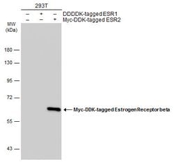 Invitrogen Estrogen Receptor beta Monoclonal Antibody (14C8) 100 &mu;L;
