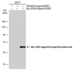 Invitrogen Estrogen Receptor beta Monoclonal Antibody (4D2) 100 &mu;L;