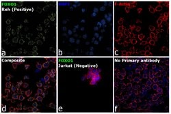 Invitrogen FOXO1 Monoclonal Antibody (14E4) 100 &mu;L; Unconjugated:Antibodies,
