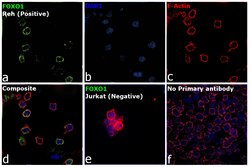 Invitrogen FOXO1 Monoclonal Antibody (7H3) 100 &mu;L; Unconjugated:Antibodies,