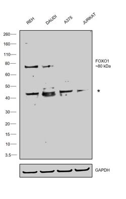 Invitrogen FOXO1 Monoclonal Antibody (7H3) 100 &mu;L; Unconjugated:Antibodies,